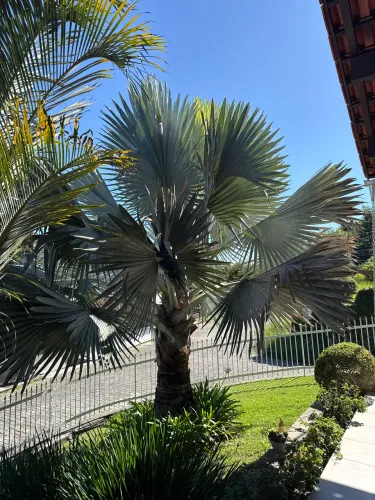 Palmeira Azul Adulta Gigante - Porte Grande
