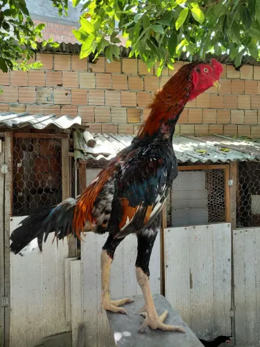 Frango.