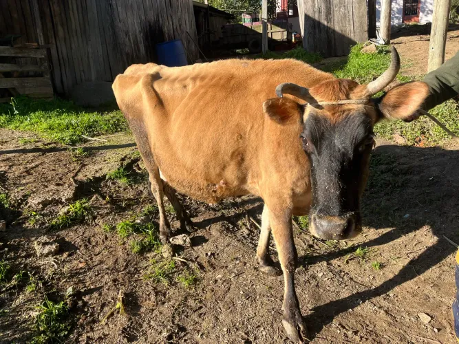 Vaca Jersey