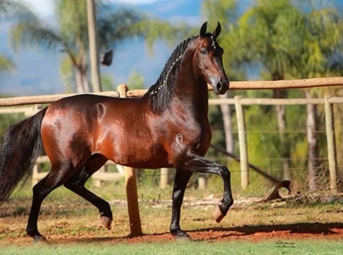 Cavalo mangalarga machador *