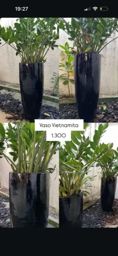 Vaso vietnamita com zamioculca (planta)