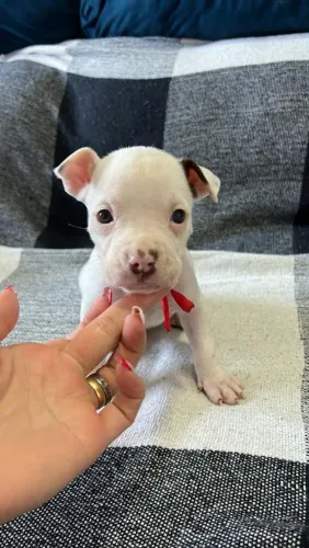 Filhote de American Bully com Pitbull 