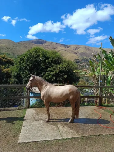 Vende-se cavalo baia