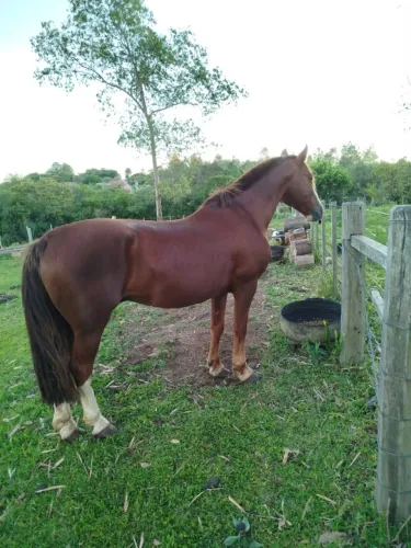 Vendo cavalo, inteiro confirmado 