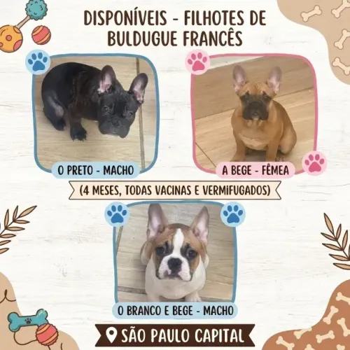 Bulldogue Francês