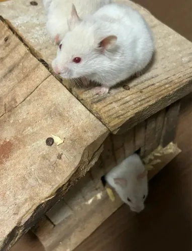 Hamster Sírio 