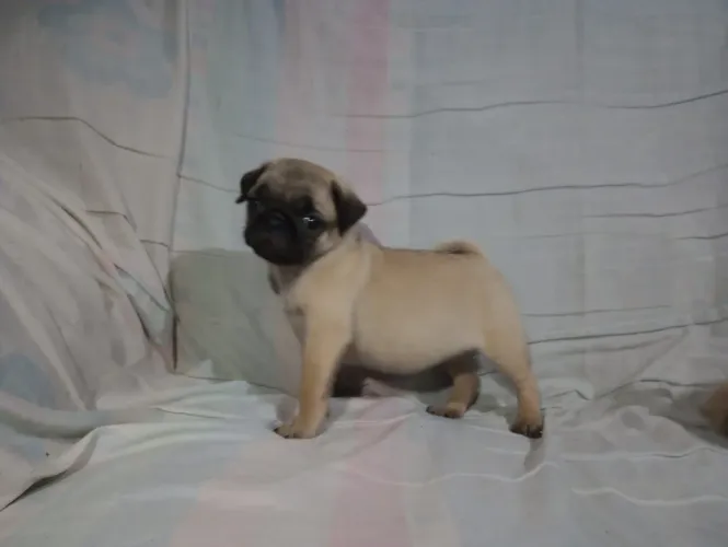 Pug macho 