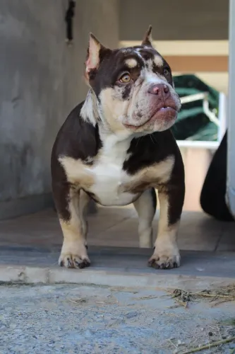 American bully exotic tri chocolate merle 