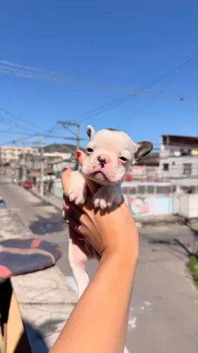Filhote Bulldog Francês