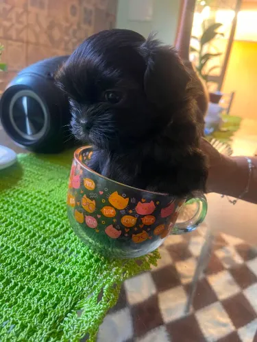Shitzu miniatura 