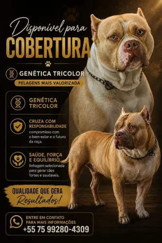 American bully disponível para cobertura
