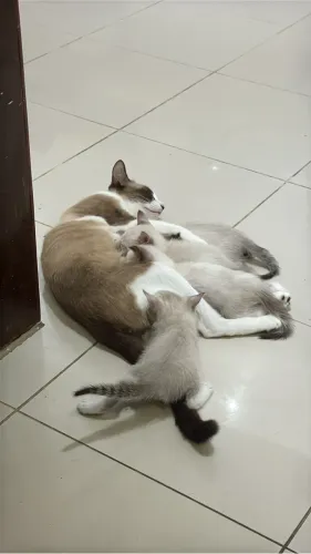 Gatos filhotes adoção 