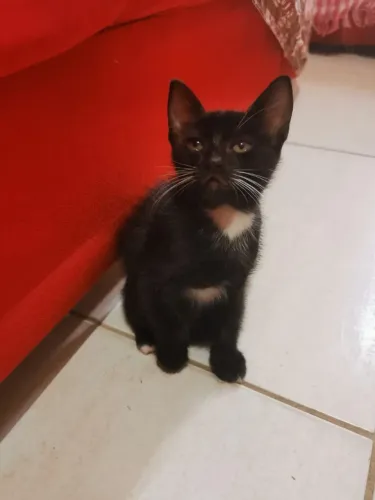 Doa-se gatinha fêmea
