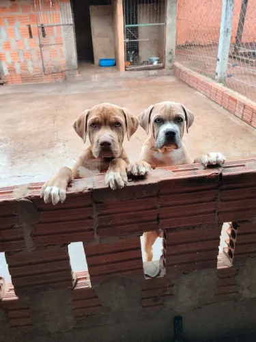 Pitmonster