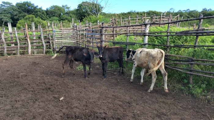 Garrotes olandez 
