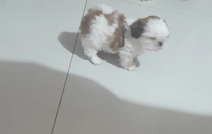 Shihtzu
