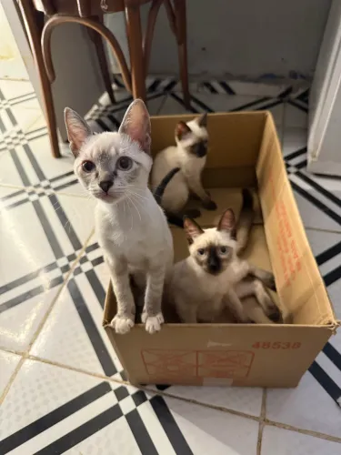 Doação de Gatos