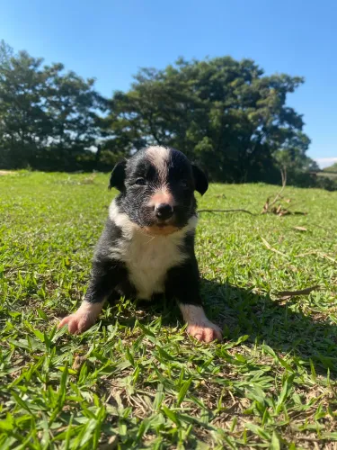 Border Collie Fêmea - Disponível para Reserva