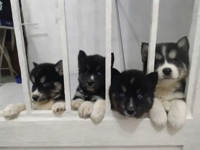 Husky Siberiano (Pedigree). Conquiste o seu novo amigo!