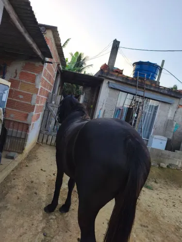 Vende égua QM preta