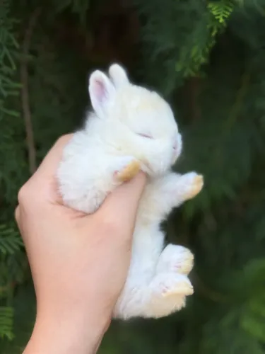 Netherland mini coelho / menor raça do mundo 