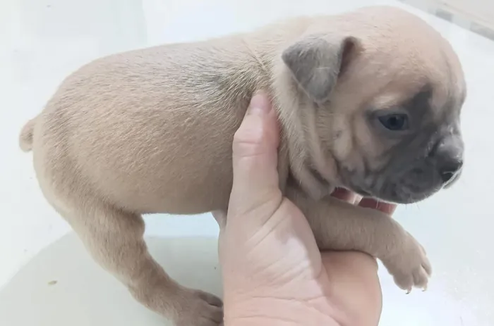 Filhotes de American Bully disponível