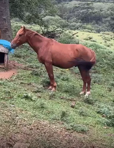 Cavalo quarto de milha , xucro 4 anos