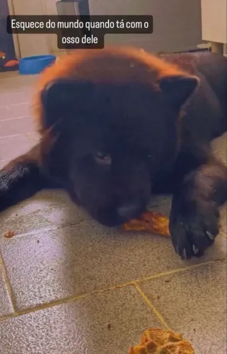 Chow chow para doação