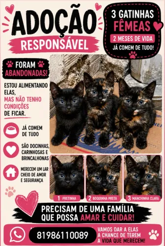 Gato