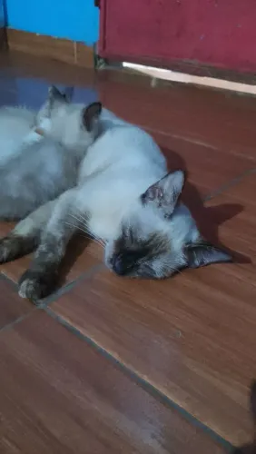 Doando uma gata fêmea 