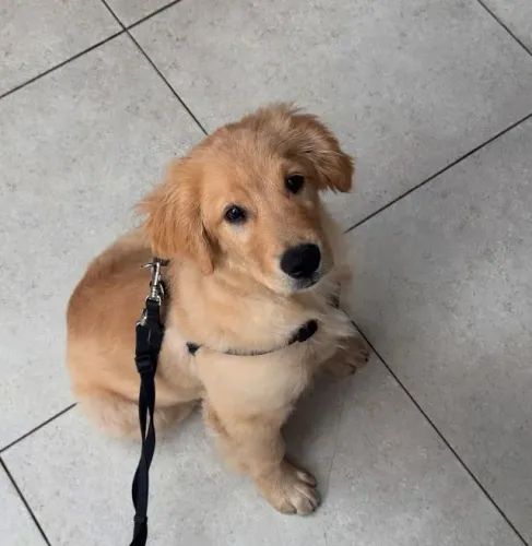 Filhotes de Golden Retriever disponíveis! Carinhosos, inteligentes e perfeitos para toda a
