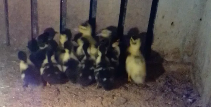 Filhote de pato