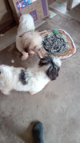 Vendo filhotes de Lhasa Apso lindos 500