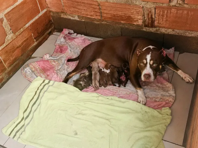 AMERICAN BULLY POCK 