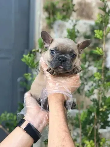 Bulldog Francês com Atendimento Pós-Venda Completo