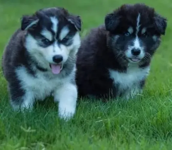 Husky azuis seus olhos