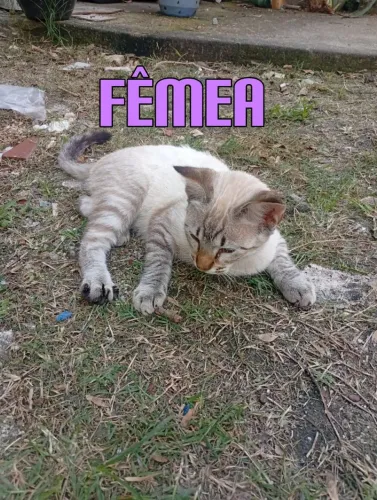 DOAÇÃO DE FILHOTES DE GATOS