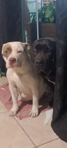 Pit bull