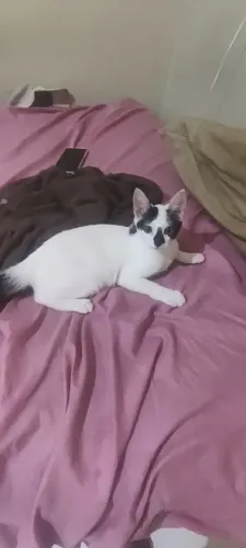 Doação de gatinho macho