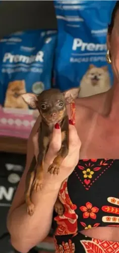 Pinscher 00 fêmeas com pedigree 