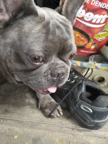 Bulldog francês