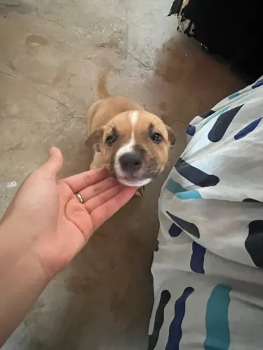 Vende se Pitbul misturado 