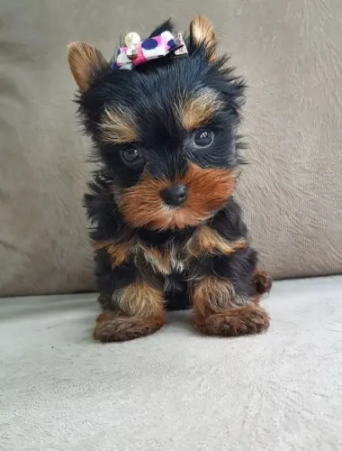 O menor filhotinho de Yorkshire miniatura 