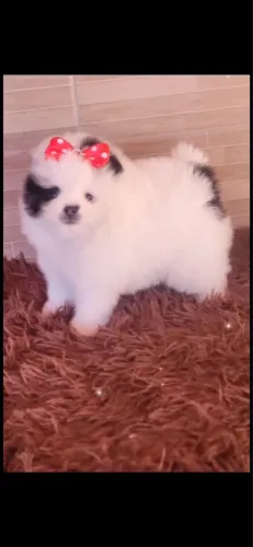 Spitz Alemão