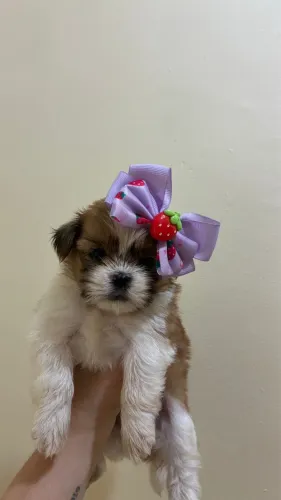 Shih tzu Filhotes