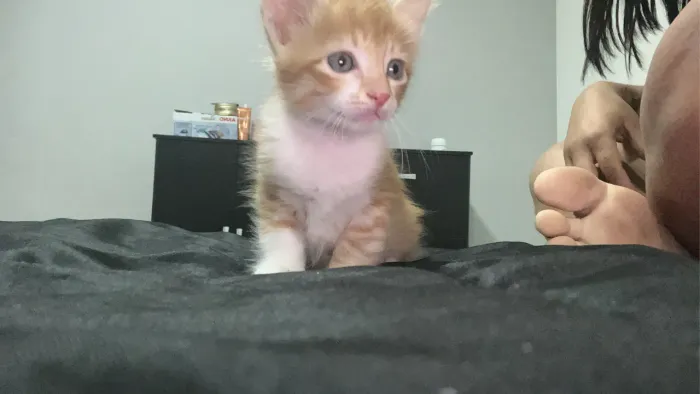 Doa-se Gato filhote
