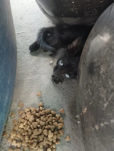 Doando gatinho preto 
