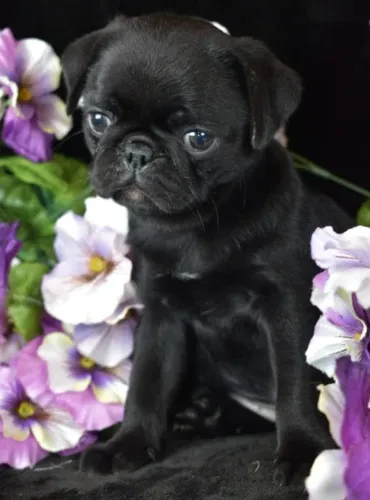 Pug