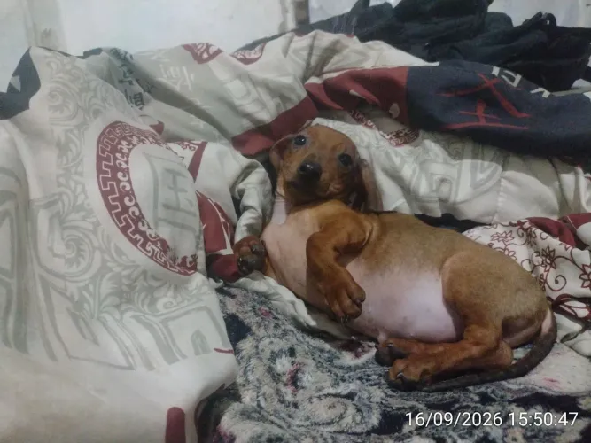 Filhote de Dachshund com pedigree