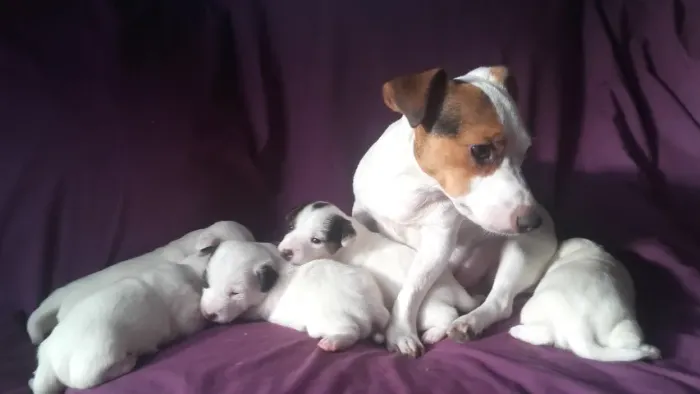o cachorro do mascara jack russel
